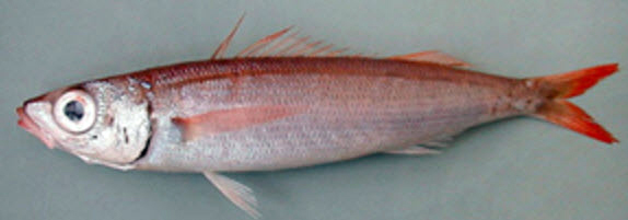 Centracanthus cirrus_006.jpg